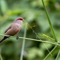 Astrild ondulé Estrilda astrild - Common Waxbill
