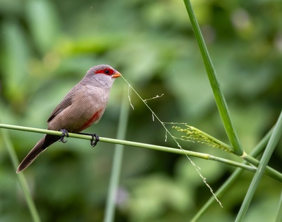 Astrild ondulé Estrilda astrild - Common Waxbill