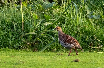 Francolin gris Ortygornis pondicerianus - Grey Francolin