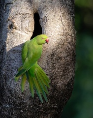 Perruche à collier Psittacula krameri - Rose-ringed Parakeet