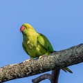 Perruche à collier Psittacula krameri - Rose-ringed Parakeet