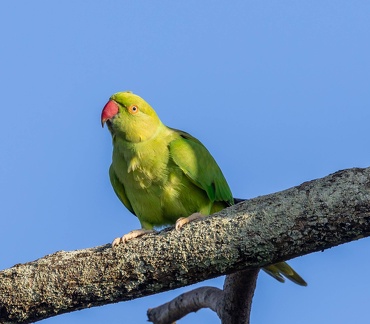 Perruche à collier Psittacula krameri - Rose-ringed Parakeet