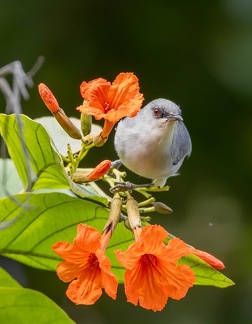 Zostérops de Maurice Zosterops mauritianus - Mauritius Grey White-eye