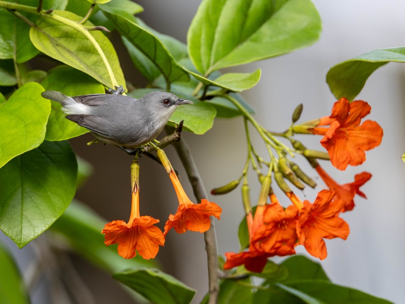 Zostérops de Maurice Zosterops mauritianus - Mauritius Grey White-eye