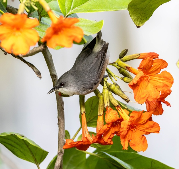Zostérops de Maurice Zosterops mauritianus - Mauritius Grey White-eye