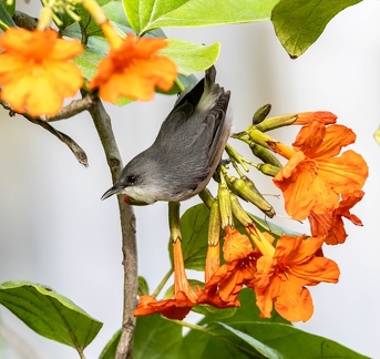 Zostérops de Maurice Zosterops mauritianus - Mauritius Grey White-eye