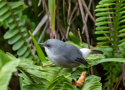 Zostérops de Maurice Zosterops mauritianus - Mauritius Grey White-eye
