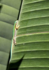 Gecko diurne orné de l'île Maurice  Phelsuma ornata