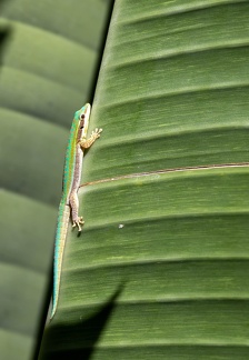 Gecko diurne orné de l'île Maurice  Phelsuma ornata