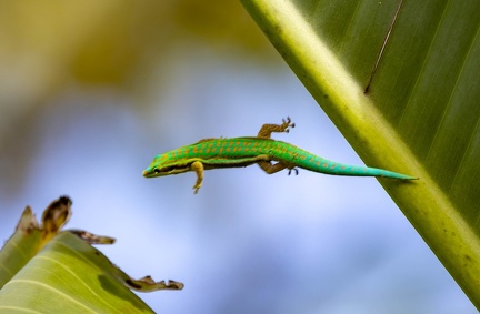 Gecko diurne orné de l'île Maurice  Phelsuma ornata
