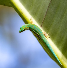 Gecko diurne orné de l'île Maurice  Phelsuma ornata