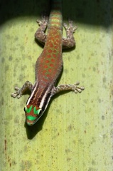 Gecko diurne orné de l'île Maurice  Phelsuma ornata (femelle)