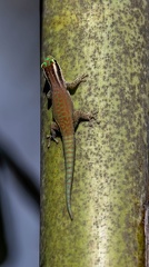 Gecko diurne orné de l'île Maurice  Phelsuma ornata (femelle)