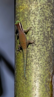 Gecko diurne orné de l'île Maurice  Phelsuma ornata (femelle)