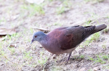 Pigeon de Madagascar Nesoenas picturatus - Malagasy Turtle Dove
