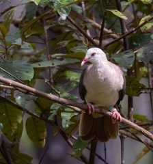 Pigeon rose Nesoenas mayeri - Pink Pigeon