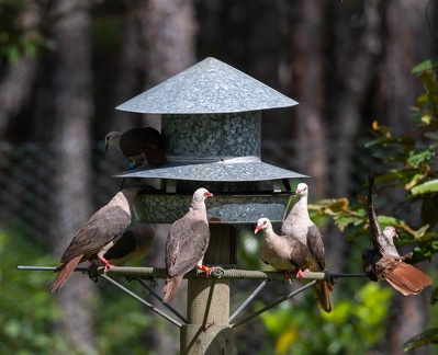 Pigeon rose Nesoenas mayeri - Pink Pigeon