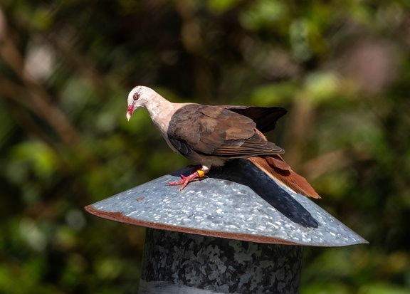 Pigeon rose Nesoenas mayeri - Pink Pigeon