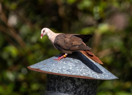 Pigeon rose Nesoenas mayeri - Pink Pigeon