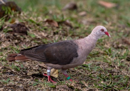 Pigeon rose Nesoenas mayeri - Pink Pigeon