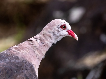 Pigeon rose Nesoenas mayeri - Pink Pigeon
