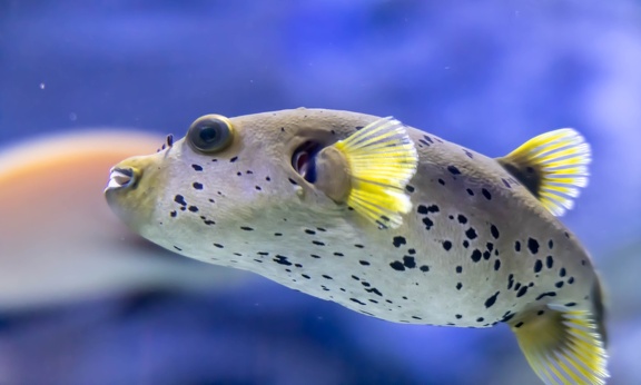 poisson globe