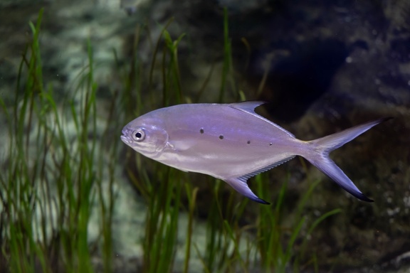 palomine - Trachinotus ovatus
