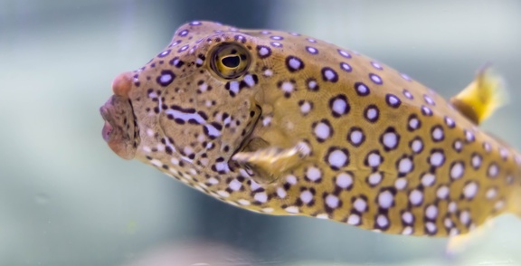 poisson-coffre jaune 