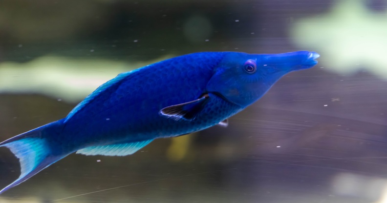 Gomphosus varius