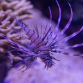 Pterois volitans  Rascasse volante, Poisson-scorpion, Scorpène, Poisson-lion