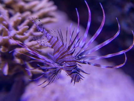 Pterois volitans  Rascasse volante, Poisson-scorpion, Scorpène, Poisson-lion