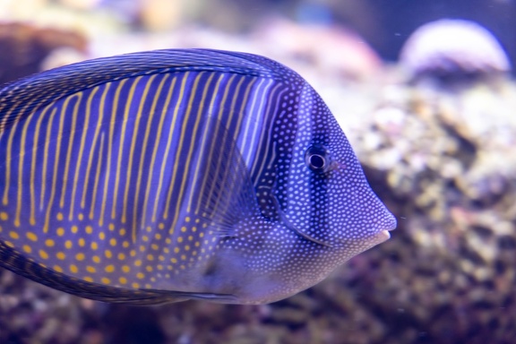 Chirurgien-voilier (Zebrasoma desjardinii)