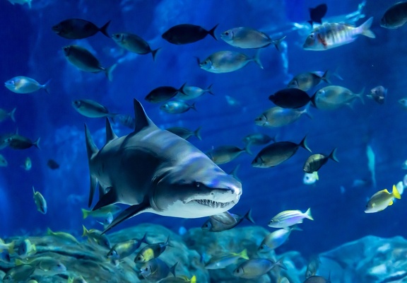 Carcharias taurus  Requin-taureau