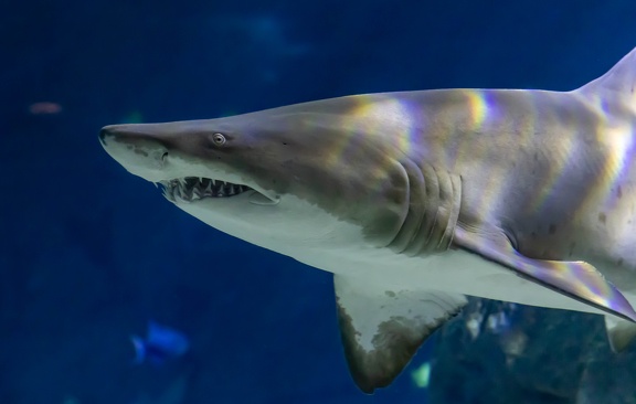 Carcharias taurus  Requin-taureau