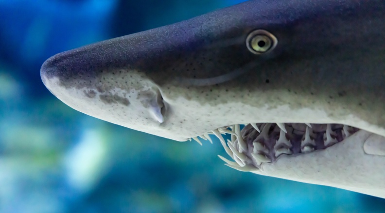 Carcharias taurus  Requin-taureau
