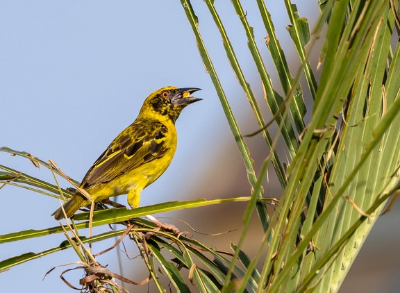 Tisserin gendarme Ploceus cucullatus - Village Weaver
