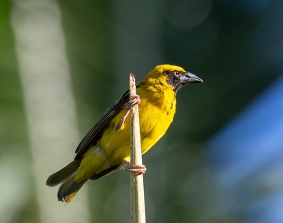 Tisserin gendarme Ploceus cucullatus - Village Weaver
