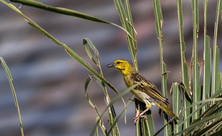 Serin du Mozambique Crithagra mozambica - Yellow-fronted Canary