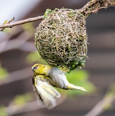 Serin du Mozambique Crithagra mozambica - Yellow-fronted Canary
