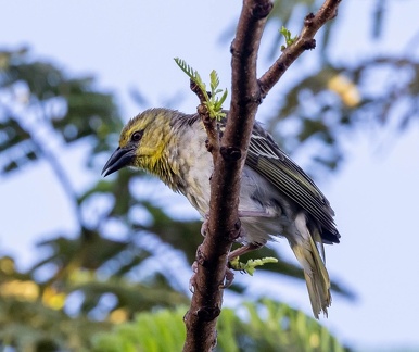 Serin du Mozambique Crithagra mozambica - Yellow-fronted Canary
