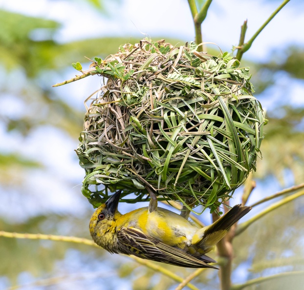 Serin du Mozambique Crithagra mozambica - Yellow-fronted Canary