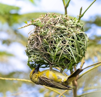 Serin du Mozambique Crithagra mozambica - Yellow-fronted Canary