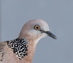 Tourterelle tigrine Spilopelia chinensis - Spotted Dove