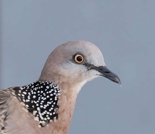 Tourterelle tigrine Spilopelia chinensis - Spotted Dove