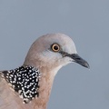 Tourterelle tigrine Spilopelia chinensis - Spotted Dove