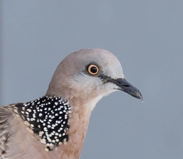 Tourterelle tigrine Spilopelia chinensis - Spotted Dove