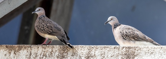 Tourterelle tigrine Spilopelia chinensis - Spotted Dove