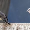 Tourterelle tigrine Spilopelia chinensis - Spotted Dove