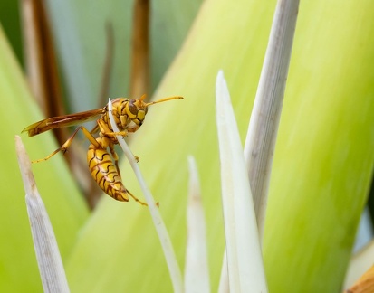 Guêpe réunionnaise Polistes olivaceus