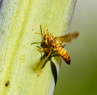 Guêpe réunionnaise Polistes olivaceus